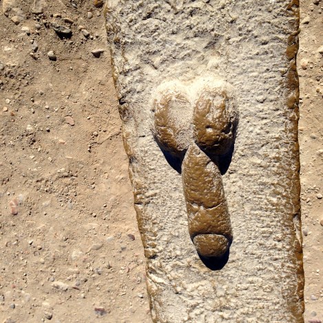 Roman brothel remnants Volubulis