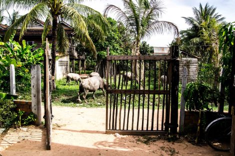 Front gate, Angkor Tree School Siem Reap, Cambodia