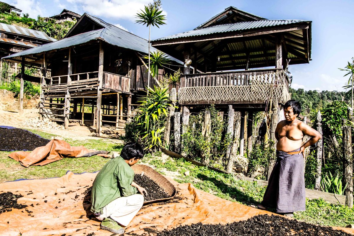 Myanmar motorbike trip tea harvesting