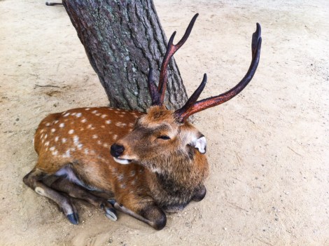 Deer of Nara